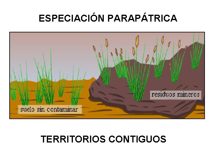 ESPECIACIÓN PARAPÁTRICA TERRITORIOS CONTIGUOS 