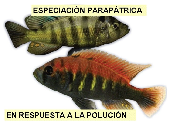 ESPECIACIÓN PARAPÁTRICA EN RESPUESTA A LA POLUCIÓN 