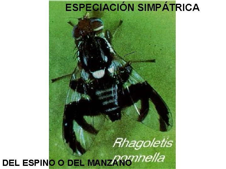 ESPECIACIÓN SIMPÁTRICA DEL ESPINO O DEL MANZANO 