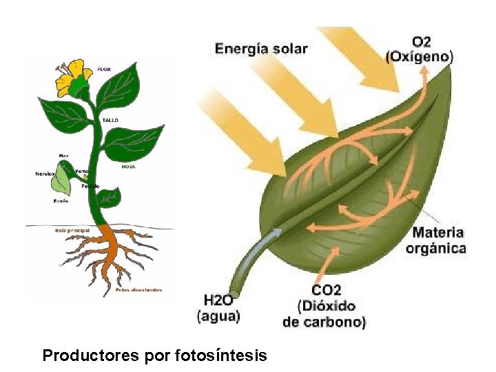 Productores por fotosíntesis 