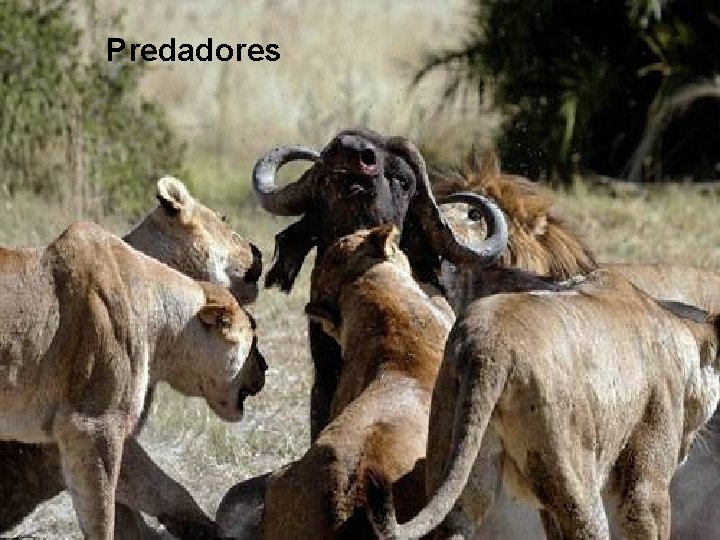 Predadores 