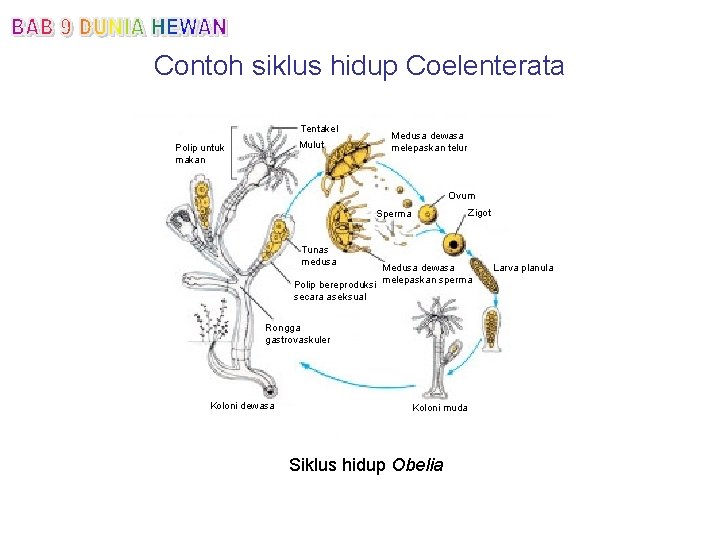 Contoh siklus hidup Coelenterata Tentakel Mulut Polip untuk makan Medusa dewasa melepaskan telur Ovum