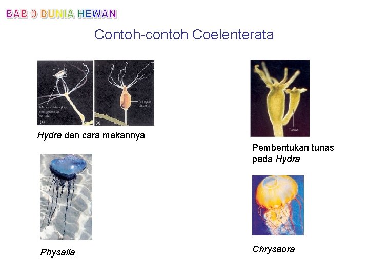Contoh-contoh Coelenterata Hydra dan cara makannya Pembentukan tunas pada Hydra Physalia Chrysaora 