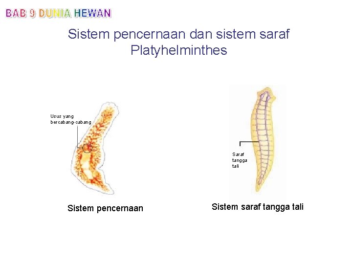 Sistem pencernaan dan sistem saraf Platyhelminthes Usus yang bercabang-cabang Saraf tangga tali Sistem pencernaan