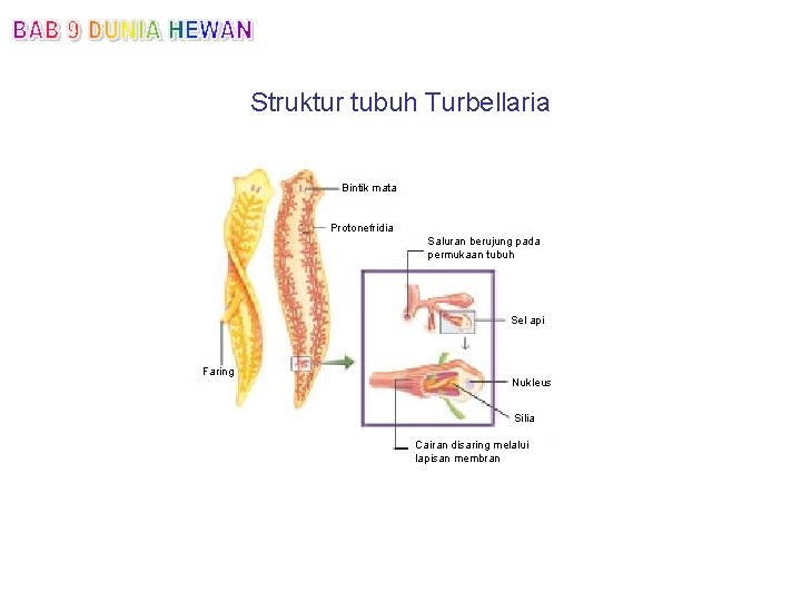 Struktur tubuh Turbellaria Bintik mata Protonefridia Saluran berujung pada permukaan tubuh Sel api Faring