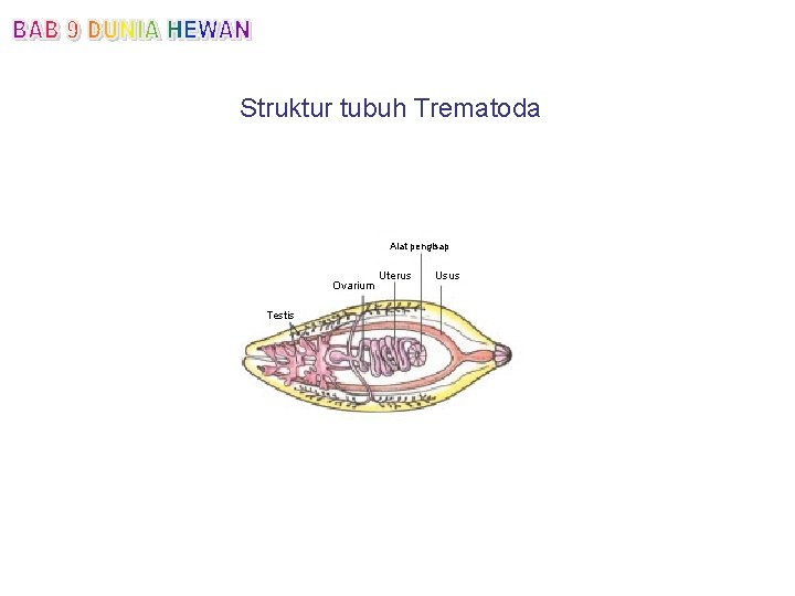 Struktur tubuh Trematoda Alat pengisap Ovarium Testis Uterus Usus 