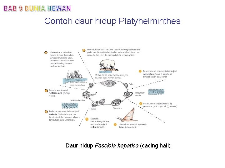 Contoh daur hidup Platyhelminthes Daur hidup Fasciola hepatica (cacing hati) 