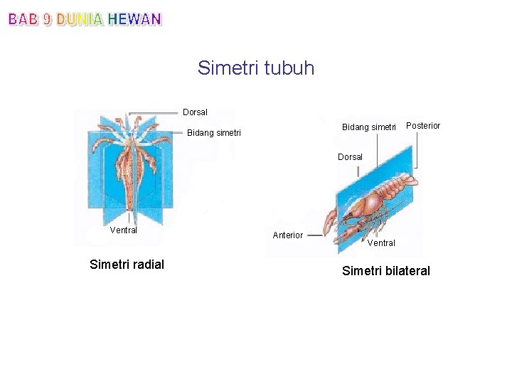 Simetri tubuh Dorsal Bidang simetri Posterior Dorsal Ventral Simetri radial Anterior Ventral Simetri bilateral