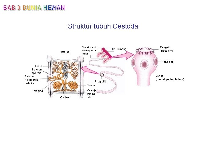 Struktur tubuh Cestoda Uterus Skoleks pada dinding usus inang Usus inang Pengait (rostelum) Pengisap