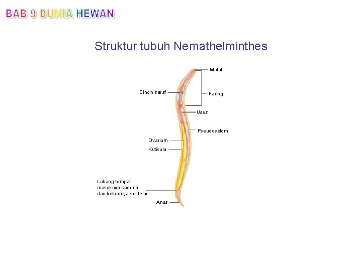 Struktur tubuh Nemathelminthes Mulut Cincin saraf Faring Usus Pseudoselom Ovarium Kutikula Lubang tempat masuknya
