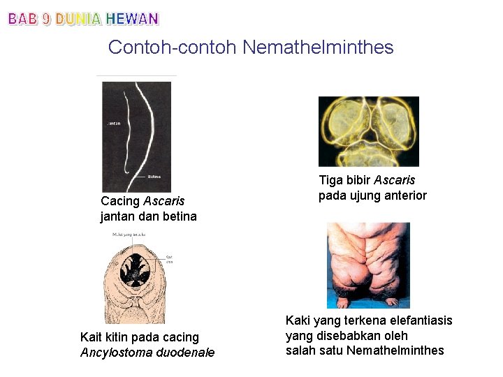 Contoh-contoh Nemathelminthes Cacing Ascaris jantan dan betina Kait kitin pada cacing Ancylostoma duodenale Tiga