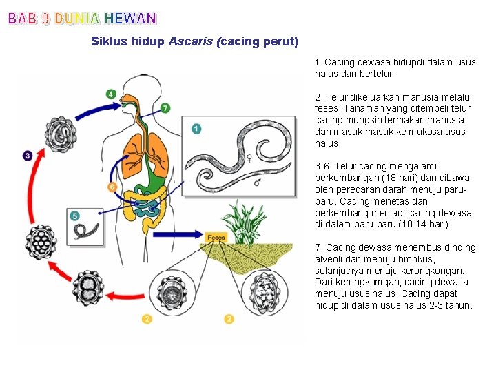Siklus hidup Ascaris (cacing perut) 1. Cacing dewasa hidupdi dalam usus halus dan bertelur