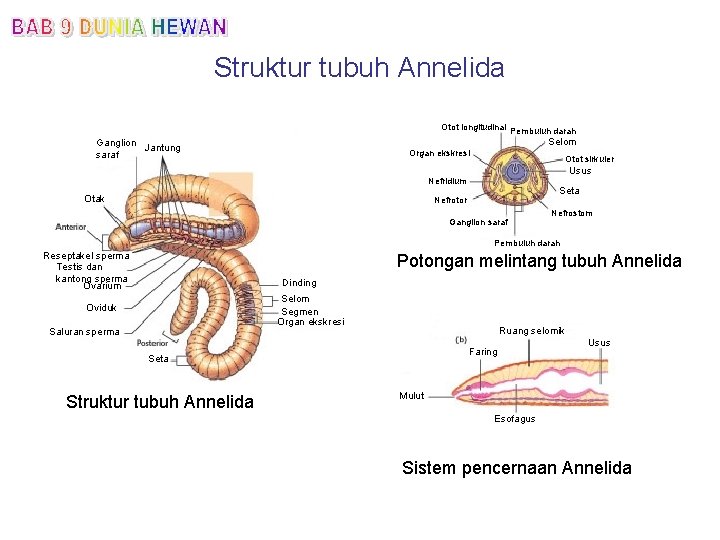 Struktur tubuh Annelida Otot longitudinal Pembuluh darah Selom Ganglion Jantung saraf Organ ekskresi Otot