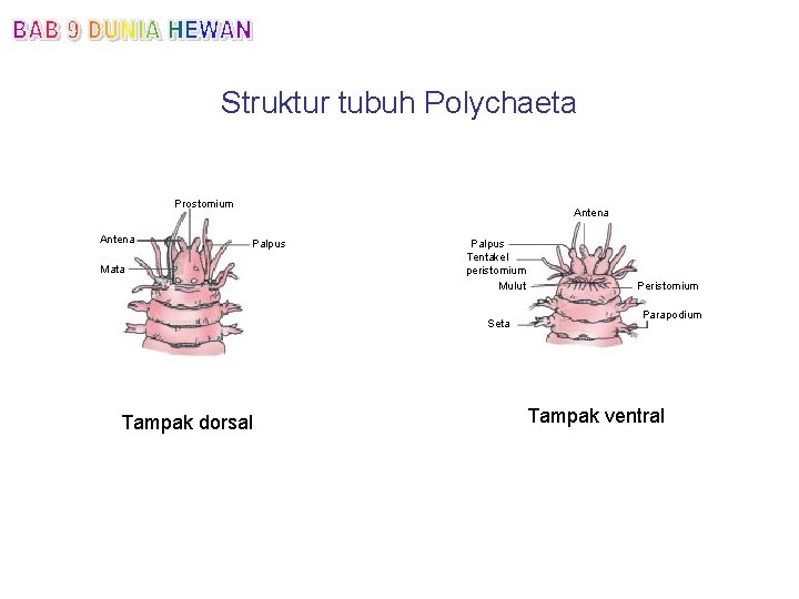 Struktur tubuh Polychaeta Prostomium Antena Palpus Mata Palpus Tentakel peristomium Mulut Seta Tampak dorsal