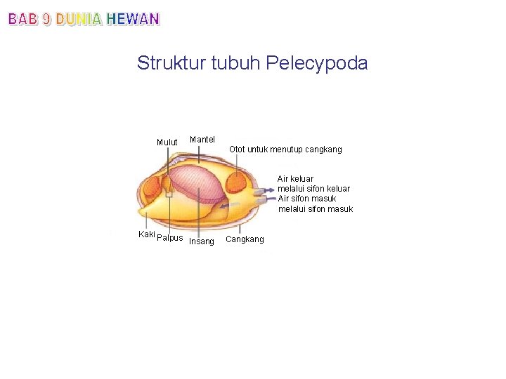 Struktur tubuh Pelecypoda Mulut Mantel Otot untuk menutup cangkang Air keluar melalui sifon keluar