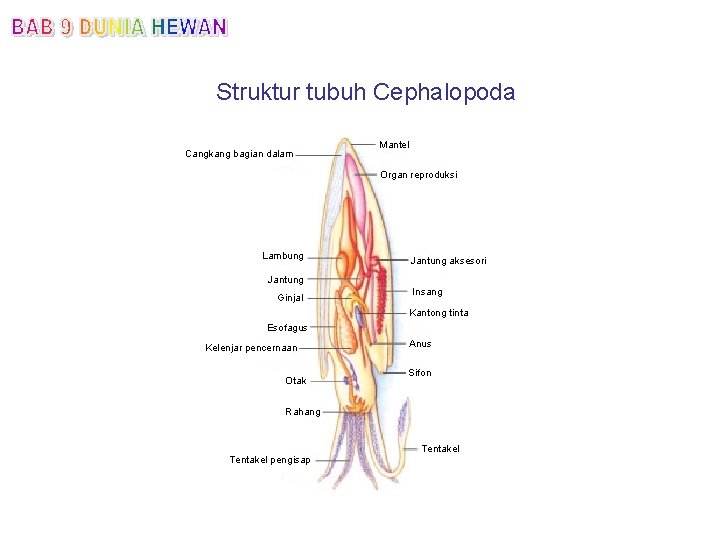 Struktur tubuh Cephalopoda Cangkang bagian dalam Mantel Organ reproduksi Lambung Jantung aksesori Jantung Ginjal