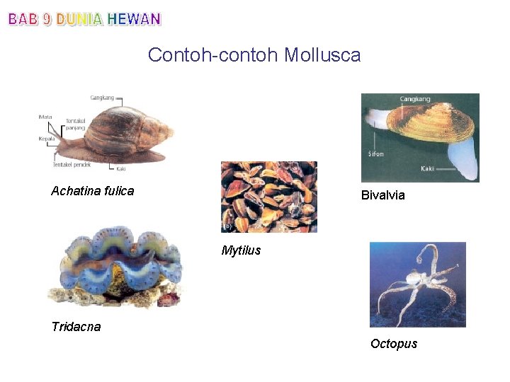 Contoh-contoh Mollusca Achatina fulica Bivalvia Mytilus Tridacna Octopus 