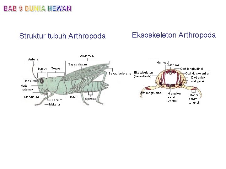 Eksoskeleton Arthropoda Struktur tubuh Arthropoda Abdomen Antena Hemosol Jantung Sayap depan Kaput Toraks Sayap