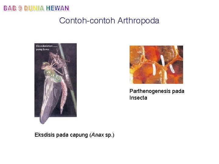 Contoh-contoh Arthropoda Parthenogenesis pada Insecta Eksdisis pada capung (Anax sp. ) 