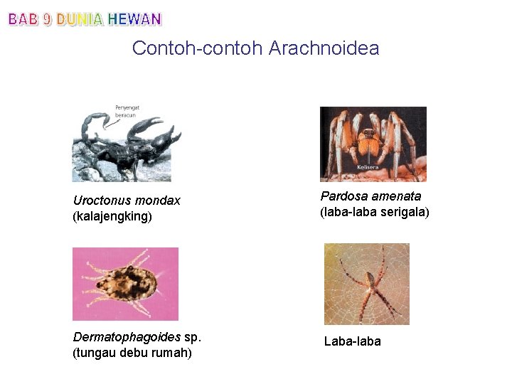 Contoh-contoh Arachnoidea Uroctonus mondax (kalajengking) Dermatophagoides sp. (tungau debu rumah) Pardosa amenata (laba-laba serigala)