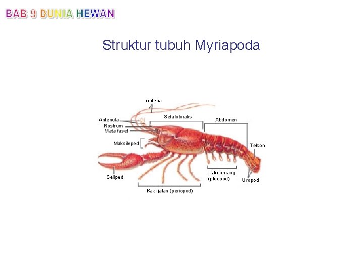 Struktur tubuh Myriapoda Antenula Rostrum Mata faset Sefalotoraks Abdomen Maksileped Telson Kaki renang (pleopod)