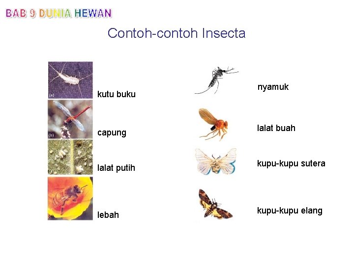 Contoh-contoh Insecta kutu buku nyamuk capung lalat buah lalat putih kupu-kupu sutera lebah kupu-kupu