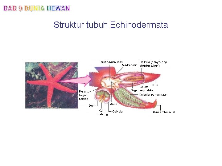 Struktur tubuh Echinodermata Perut bagian atas Osikula (penyokong Madreporit struktur tubuh) Duri Selom Organ