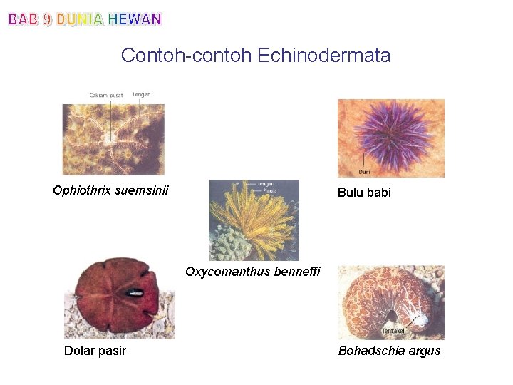 Contoh-contoh Echinodermata Ophiothrix suemsinii Bulu babi Oxycomanthus benneffi Dolar pasir Bohadschia argus 