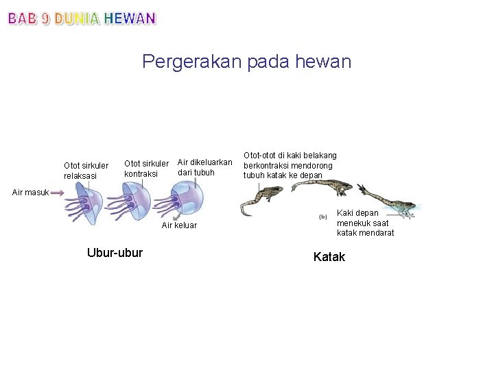 Pergerakan pada hewan Otot sirkuler relaksasi Otot sirkuler kontraksi Air dikeluarkan dari tubuh Otot-otot