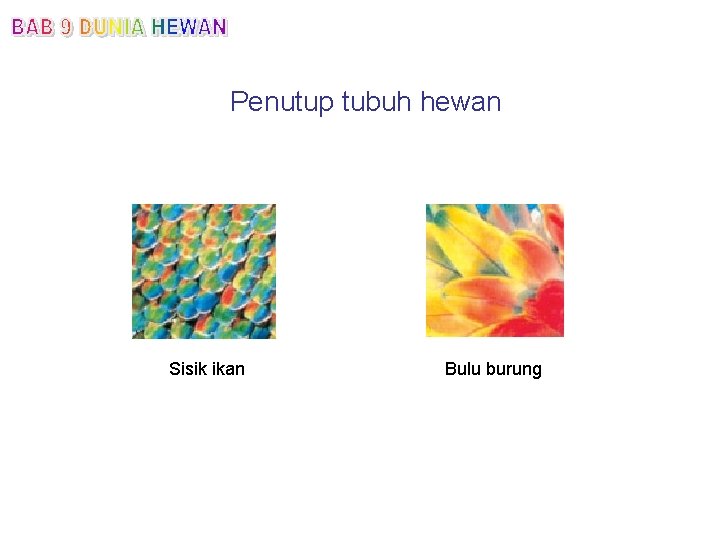 Penutup tubuh hewan Sisik ikan Bulu burung 