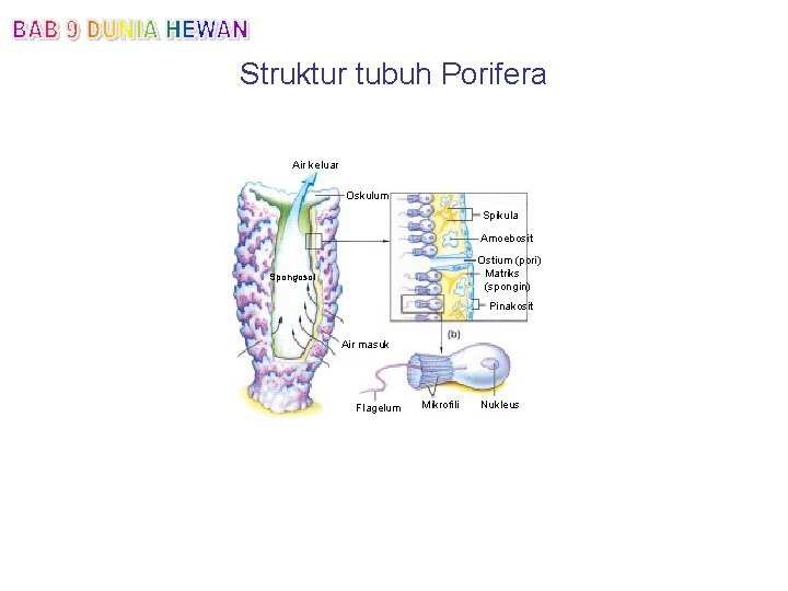 Struktur tubuh Porifera Air keluar Oskulum Spikula Amoebosit Ostium (pori) Matriks (spongin) Spongosol Pinakosit