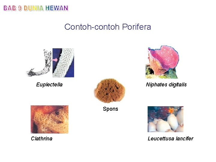 Contoh-contoh Porifera Euplectella Niphates digitalis Spons Clathrina Leucettusa lancifer 