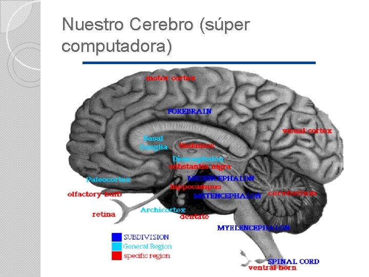 Nuestro Cerebro (súper computadora) 