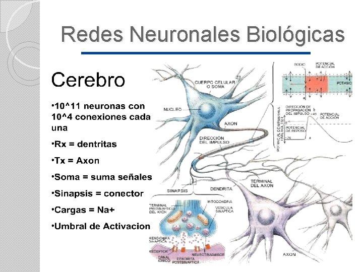 Redes Neuronales Biológicas 