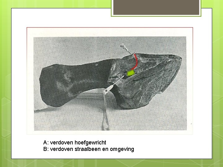 A: verdoven hoefgewricht B: verdoven straalbeen en omgeving 