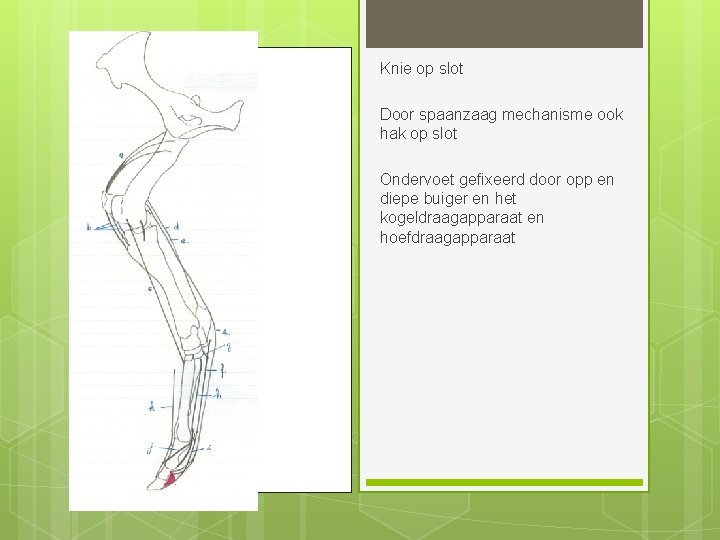 Knie op slot Door spaanzaag mechanisme ook hak op slot Ondervoet gefixeerd door opp