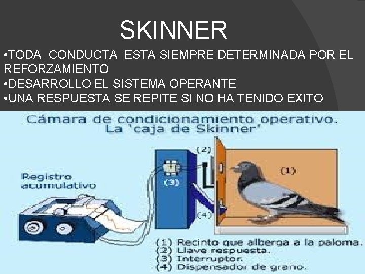 SKINNER • TODA CONDUCTA ESTA SIEMPRE DETERMINADA POR EL REFORZAMIENTO • DESARROLLO EL SISTEMA