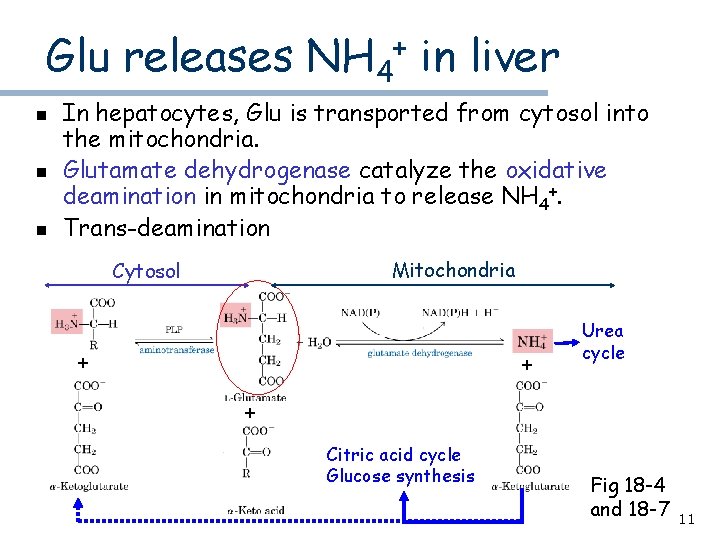 Glu releases NH 4+ in liver n n n In hepatocytes, Glu is transported