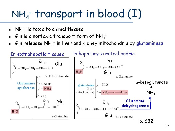 NH 4+ n n n transport in blood (I) NH 4+ is toxic to