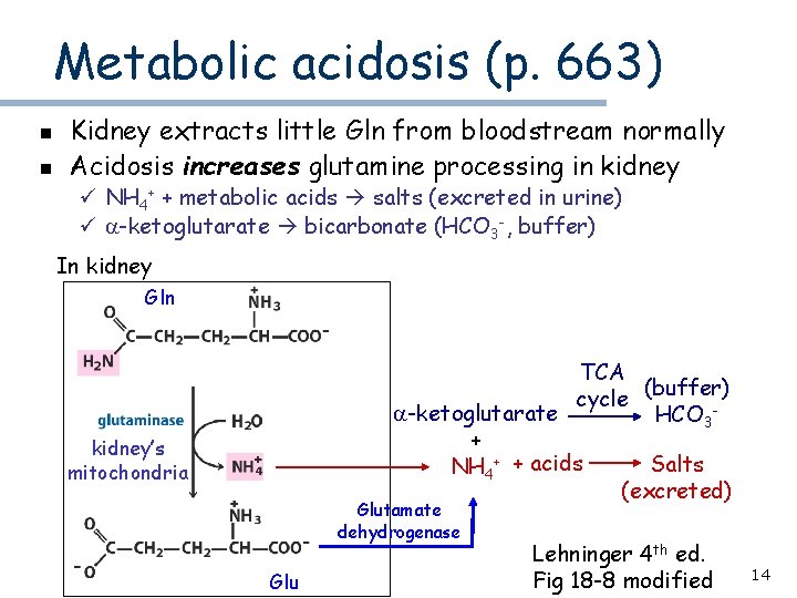 Metabolic acidosis (p. 663) n n Kidney extracts little Gln from bloodstream normally Acidosis