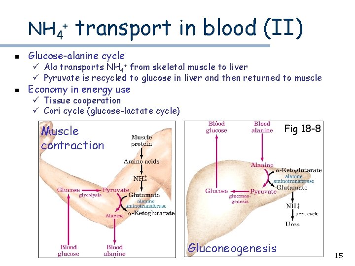 NH 4+ transport in blood (II) n Glucose-alanine cycle n Economy in energy use