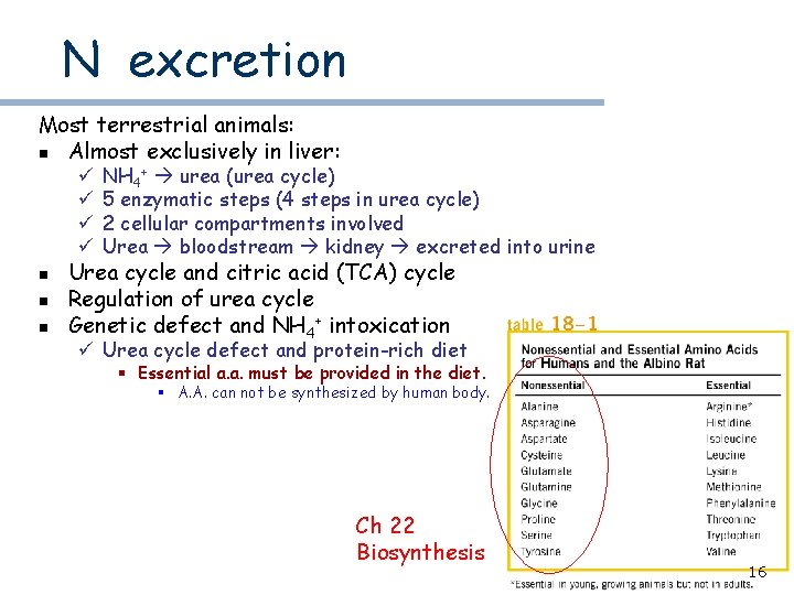 N excretion Most terrestrial animals: n Almost exclusively in liver: ü ü n n