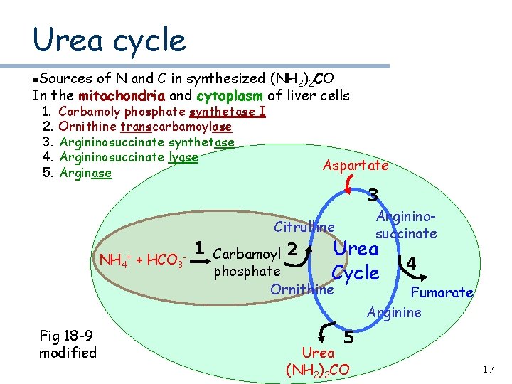 Urea cycle Sources of N and C in synthesized (NH 2)2 CO In the