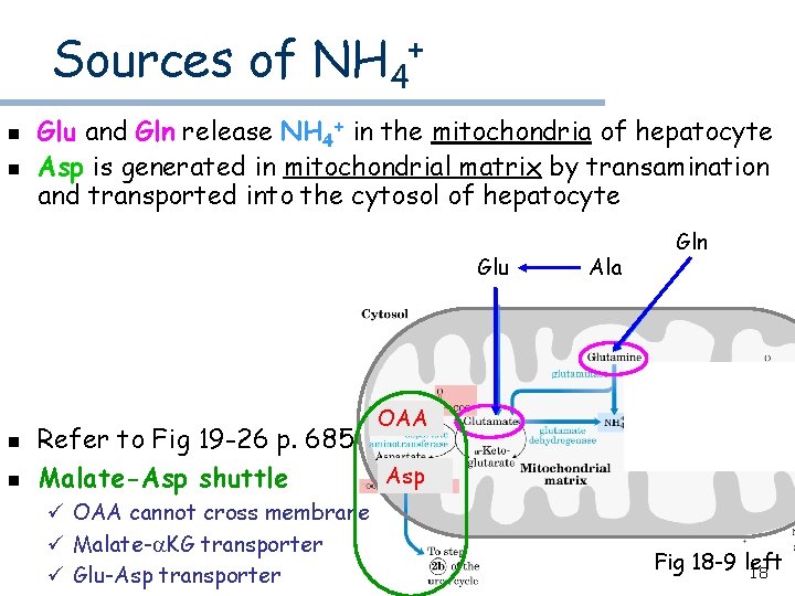 Sources of NH 4 n n + Glu and Gln release NH 4+ in