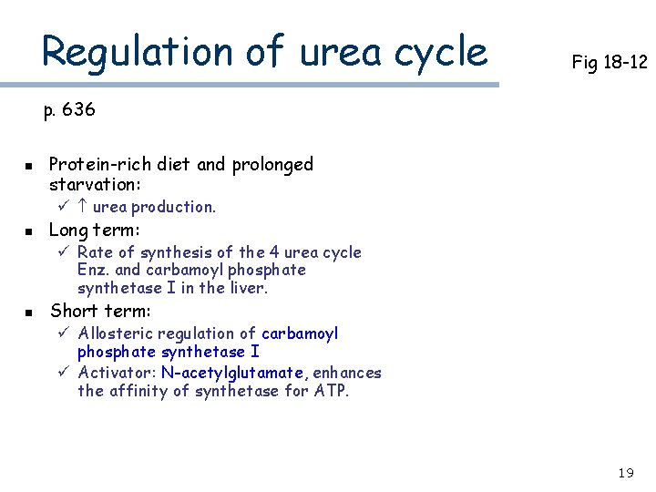 Regulation of urea cycle Fig 18 -12 p. 636 n Protein-rich diet and prolonged