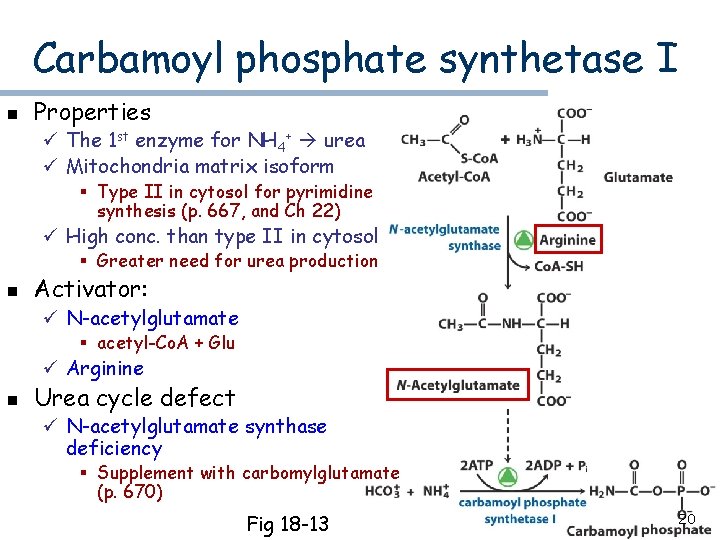 Carbamoyl phosphate synthetase I n Properties ü The 1 st enzyme for NH 4+