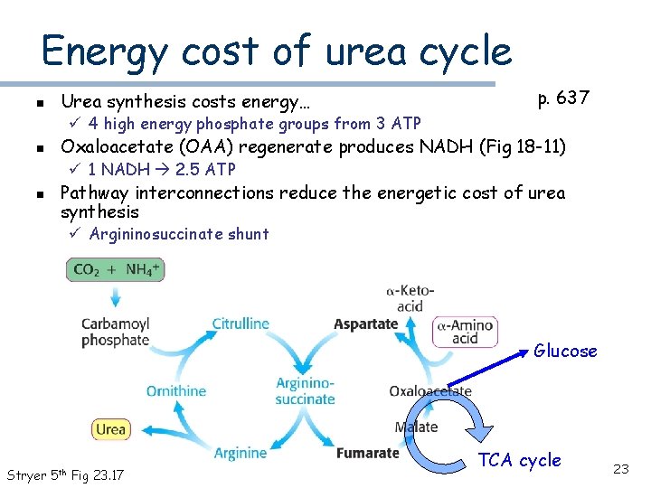 Energy cost of urea cycle n Urea synthesis costs energy… p. 637 ü 4