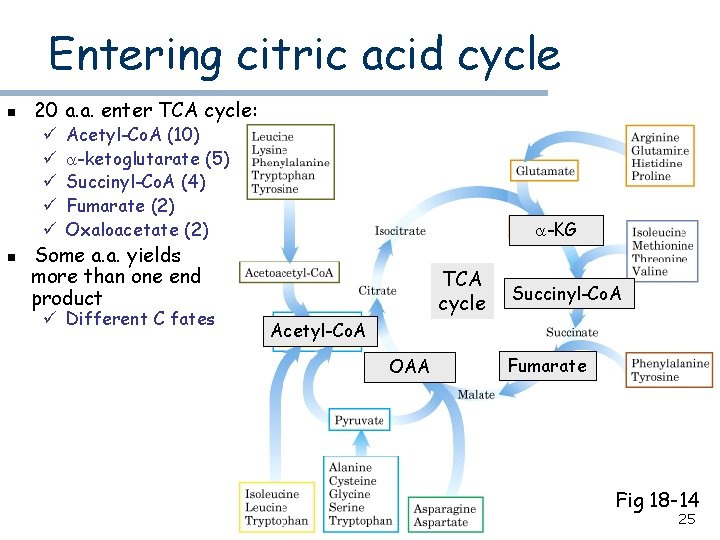 Entering citric acid cycle n 20 a. a. enter TCA cycle: ü ü ü