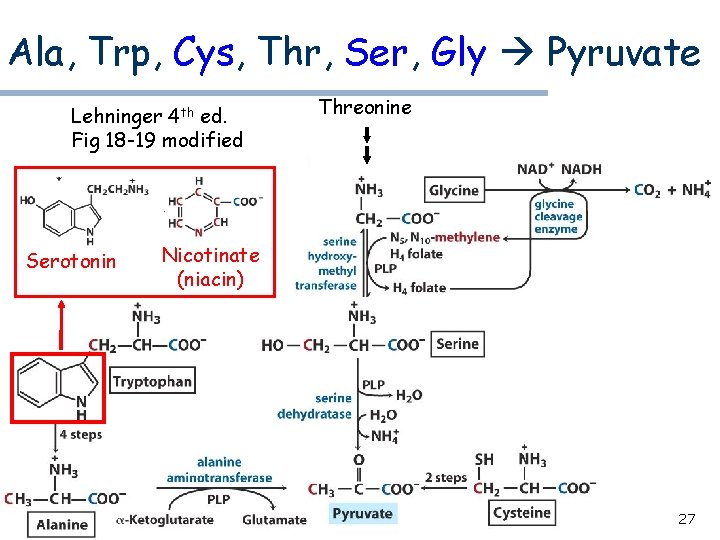 Ala, Trp, Cys, Thr, Ser, Gly Pyruvate Lehninger 4 th ed. Fig 18 -19