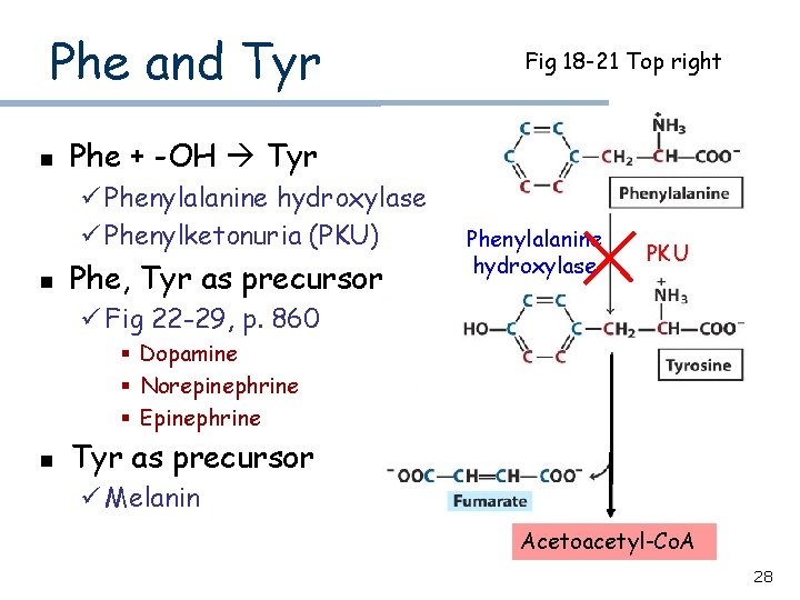 Phe and Tyr n Phe + -OH Tyr ü Phenylalanine hydroxylase ü Phenylketonuria (PKU)